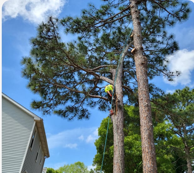Images Carolina Tree Experts