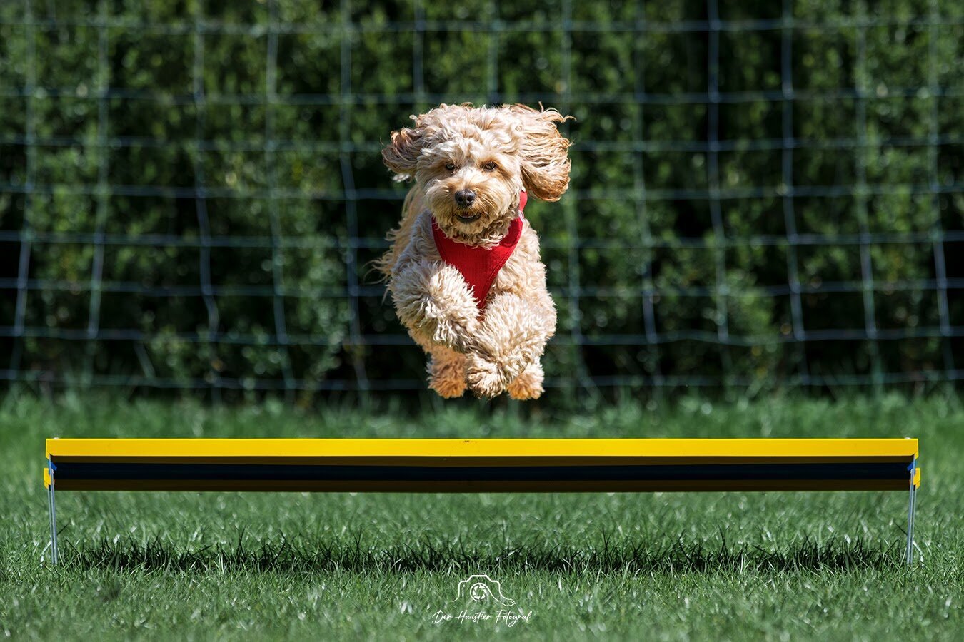 Bilder Der Haustier Fotograf  Hunde- & Tierfotografie aus München