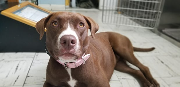 Images Melrose La Brea Animal Hospital