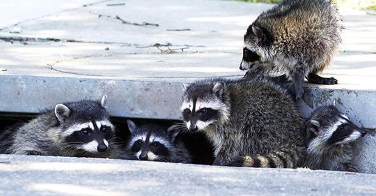 raccoon wildlife control trapper exterminators
