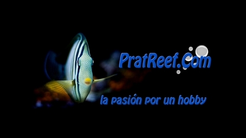Images PratReef