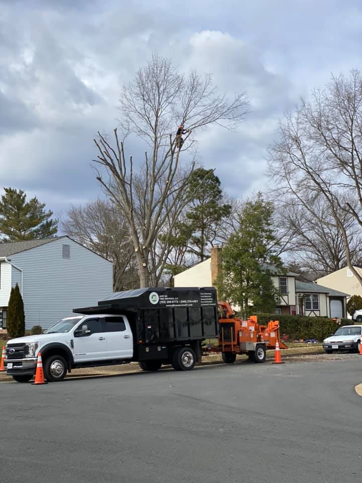 Big Master Tree Service Logo