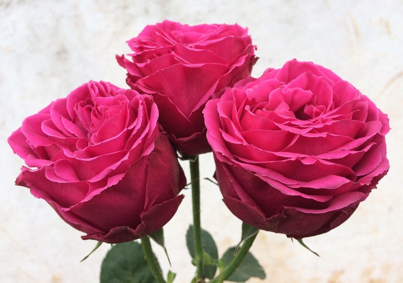 Sunland Roses, Lindenstrasse 20 in Kloten