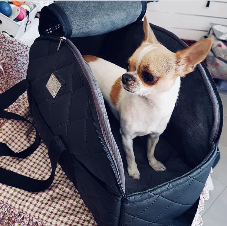 Images Homerdog