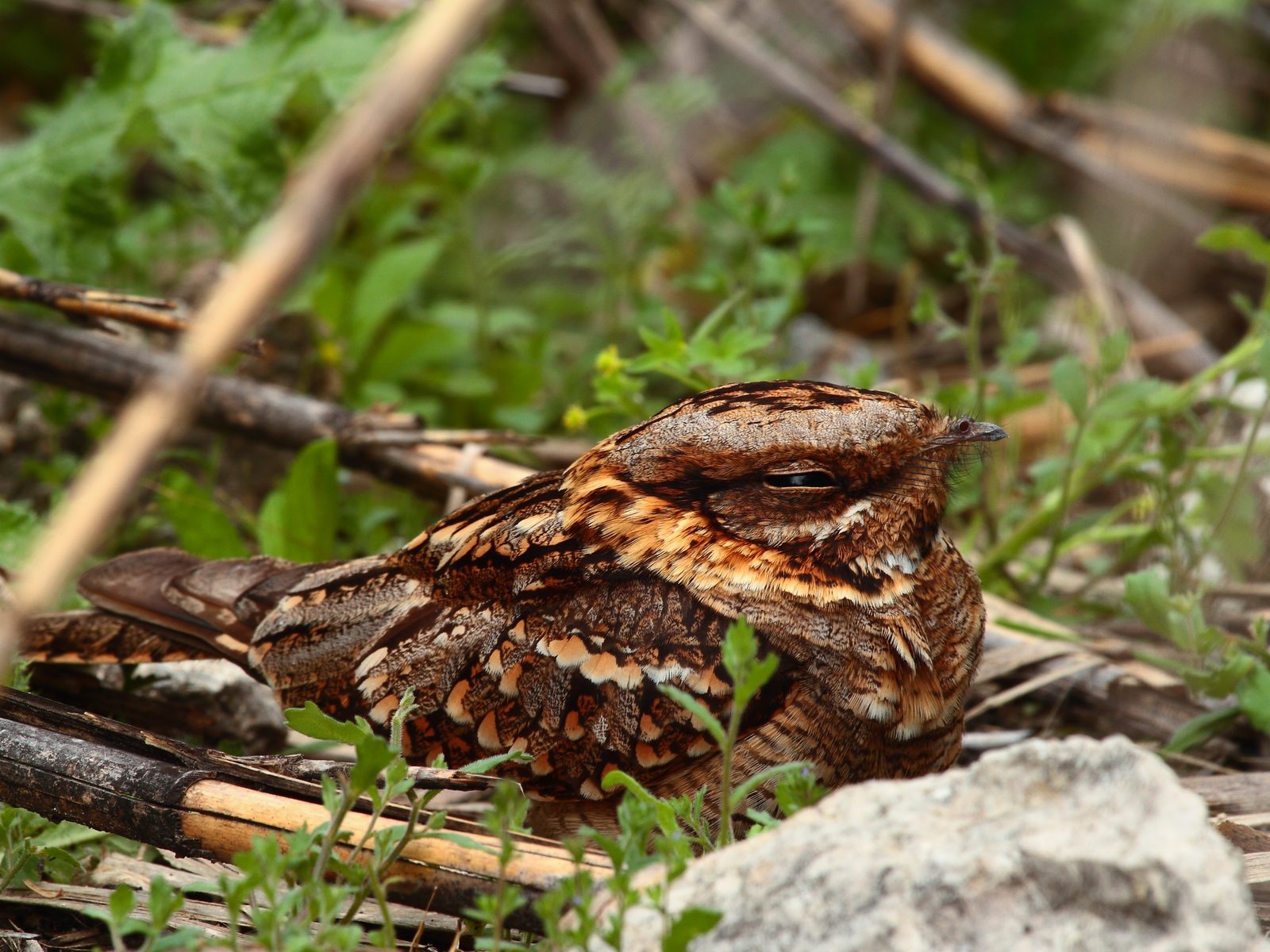 Colorado Rid-A-Critter