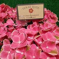 Texas Elite Floral and Garden Company Photo