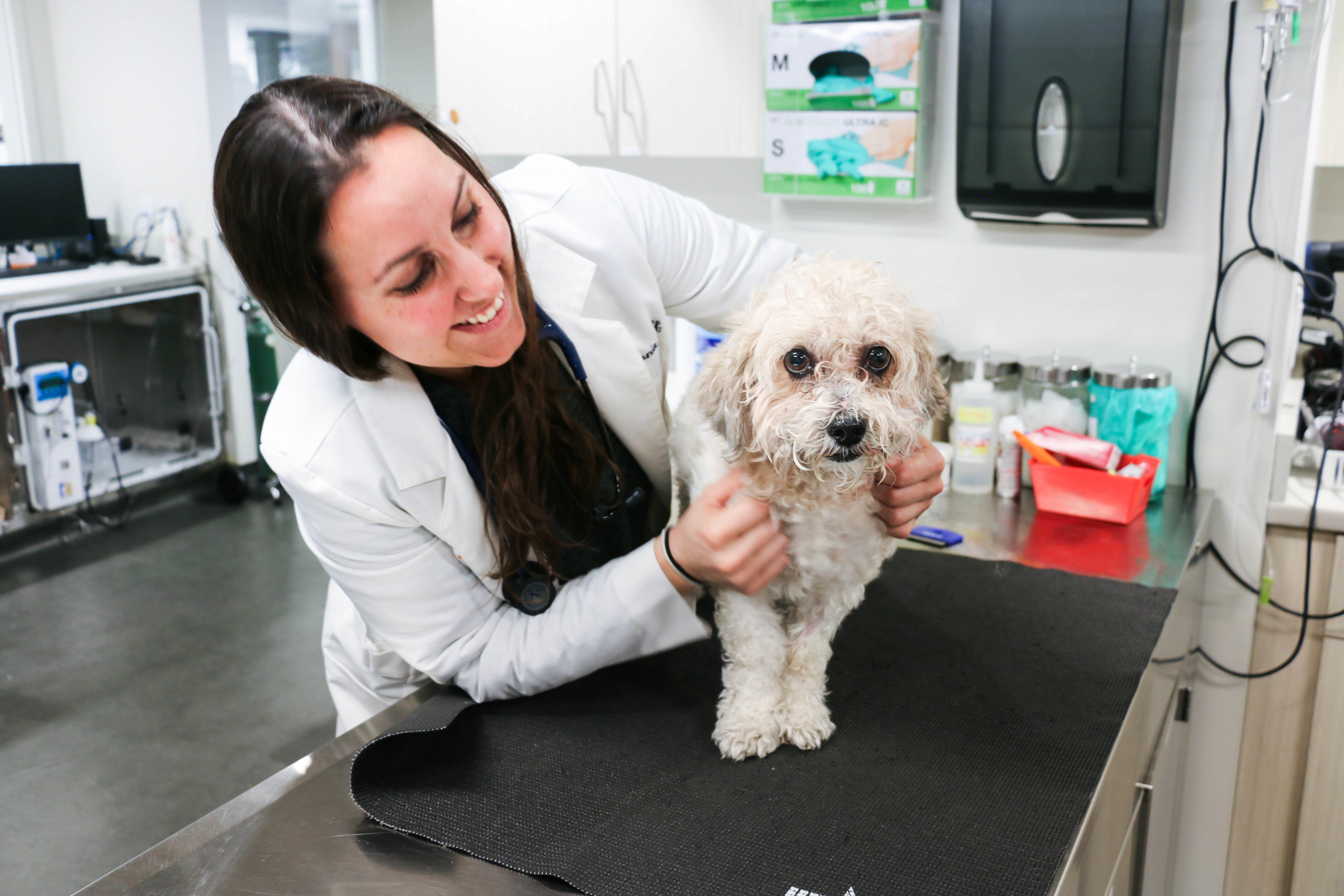 Dr. Stephanie Liff is a passionate veterinarian committed to keeping her patients happy, healthy, and by their human family members’ sides.