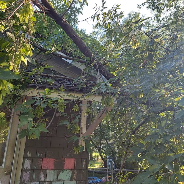 Images Oakes Tree Service & Rubish Removal