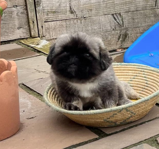 Images Puppies For Sale