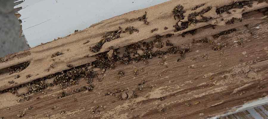 Images A.C. Plagues Urbanes