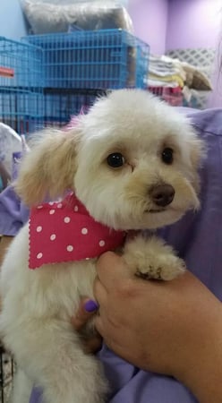 Images Palm Harbor Pet Grooming
