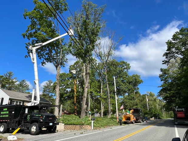 Images Yankee Tree Service