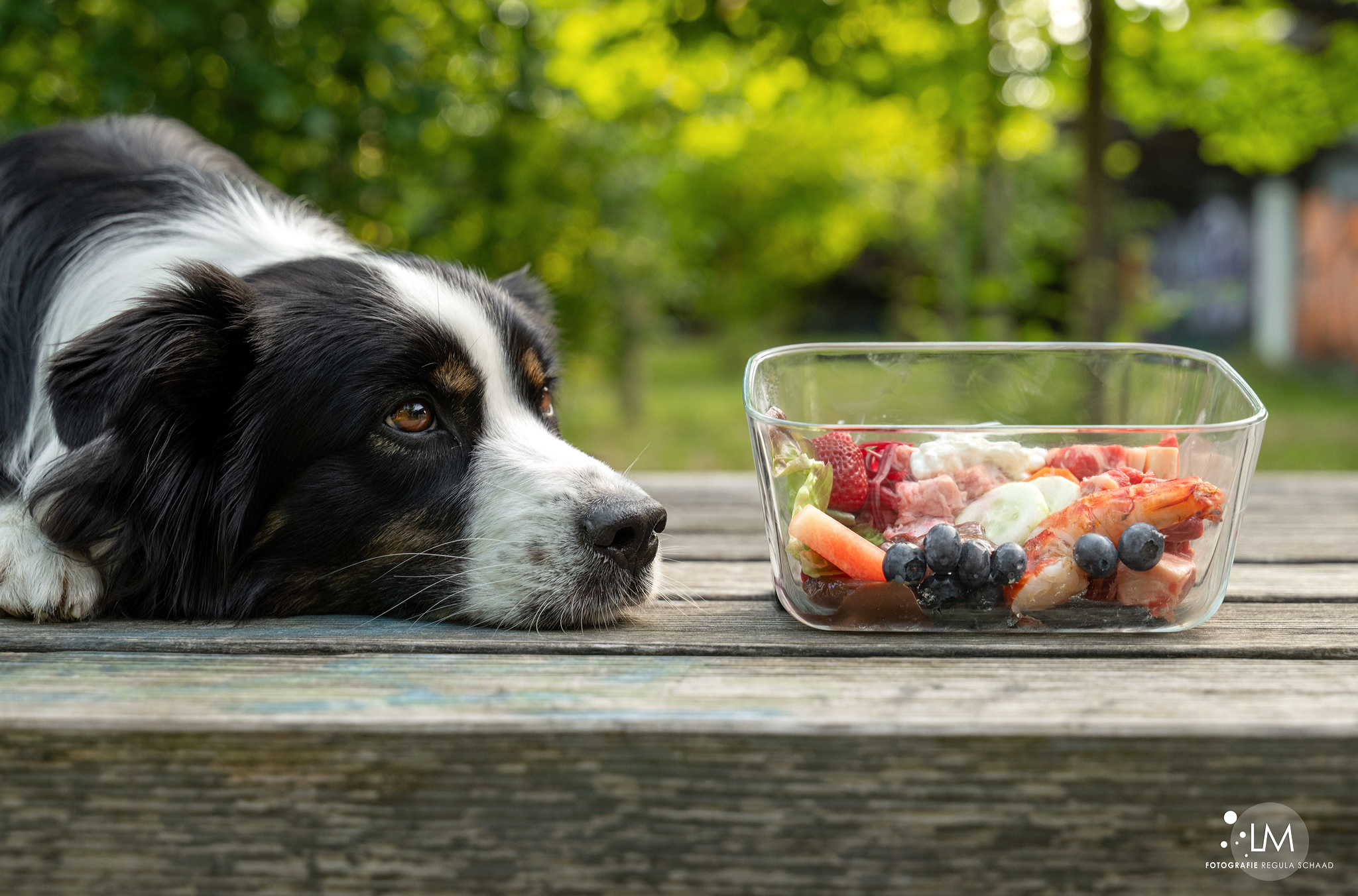 Bilder Lina, Hundert Prozent wau, Gesundheit, Training und Unterstützung für Hunde und ihre Menschen, Sandra Egli
