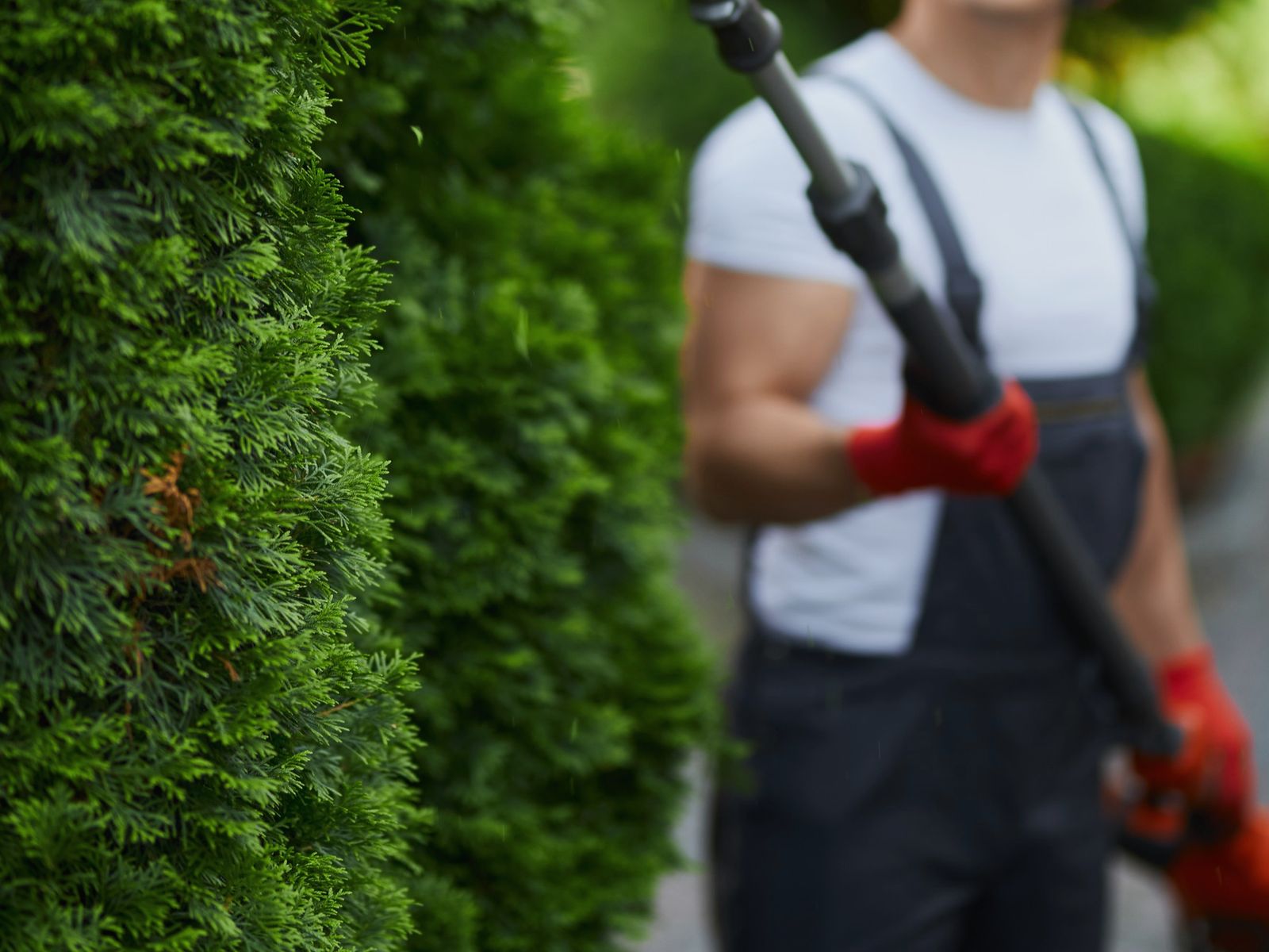 Jersey City Tree Services