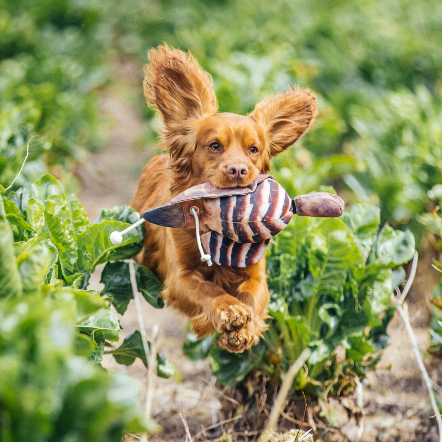 Pointing Dogs, Alte Straße 9 in Rauschenberg