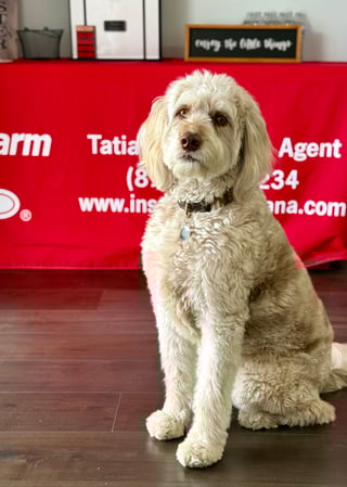 Images Tatiana Vogelaar - State Farm Insurance Agent