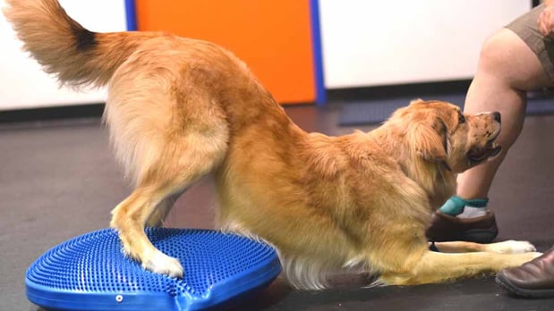 Images Zoom Room Dog Training - Littleton
