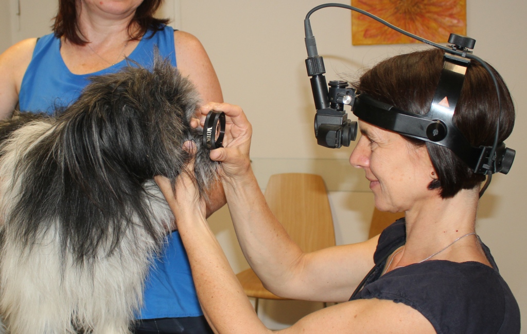 Tierärztliche Praxis für Augenheilkunde Leuzinger, Schleifweg 24 in Nürnberg