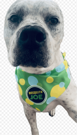 Images Mosquito Joe of Gahanna
