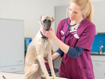 tierarztpraxis calanda ag, Kasernenstrasse 36 in Chur
