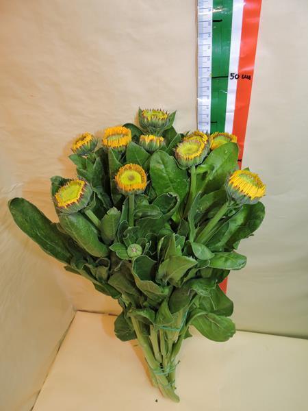 Images Viglietti Sergio - Export Fiori