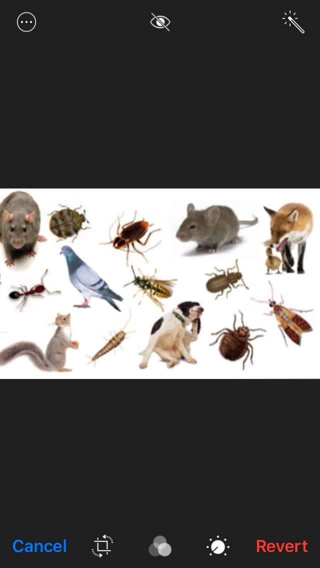 Images Flashback Pest Control