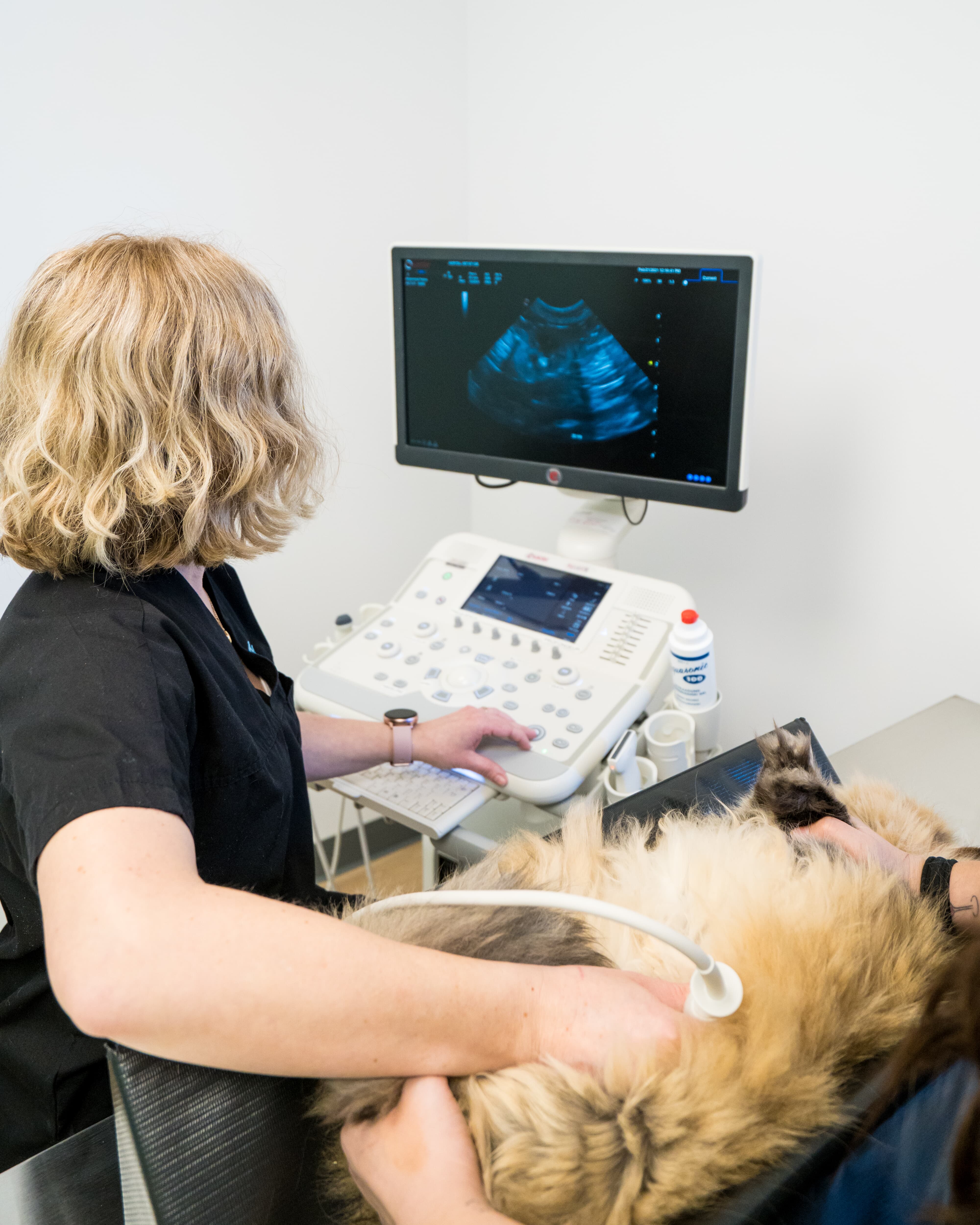 Images Vet & Cie Brossard | Vétérinaire indépendant & québécois, Toilettage, Garderie pour chien, Urgence chien et chat | Montérégie