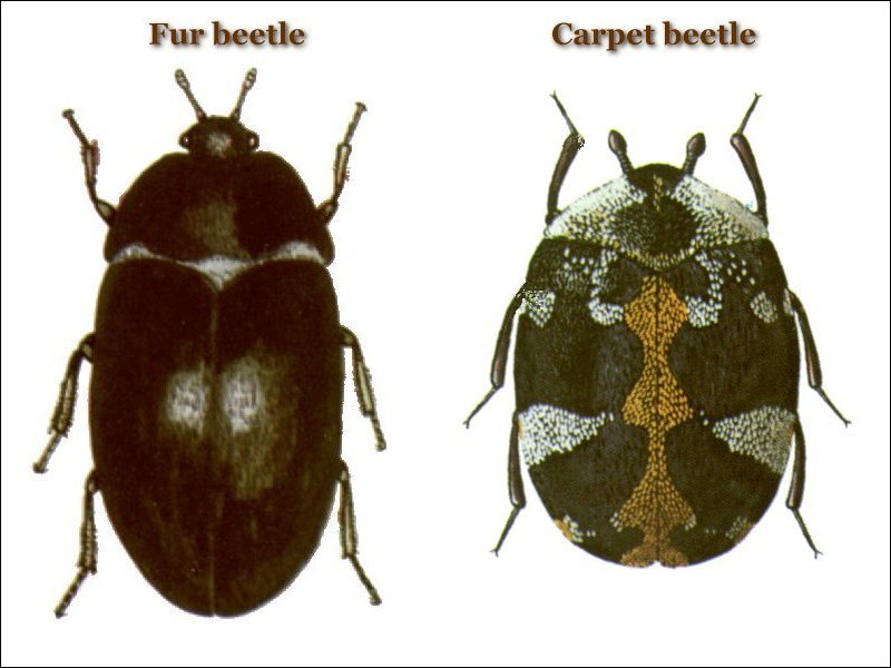 fur vs carpet beetle