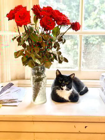 Images Melrose La Brea Animal Hospital