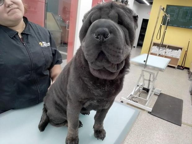 Images Well Groomed Pets McAllen