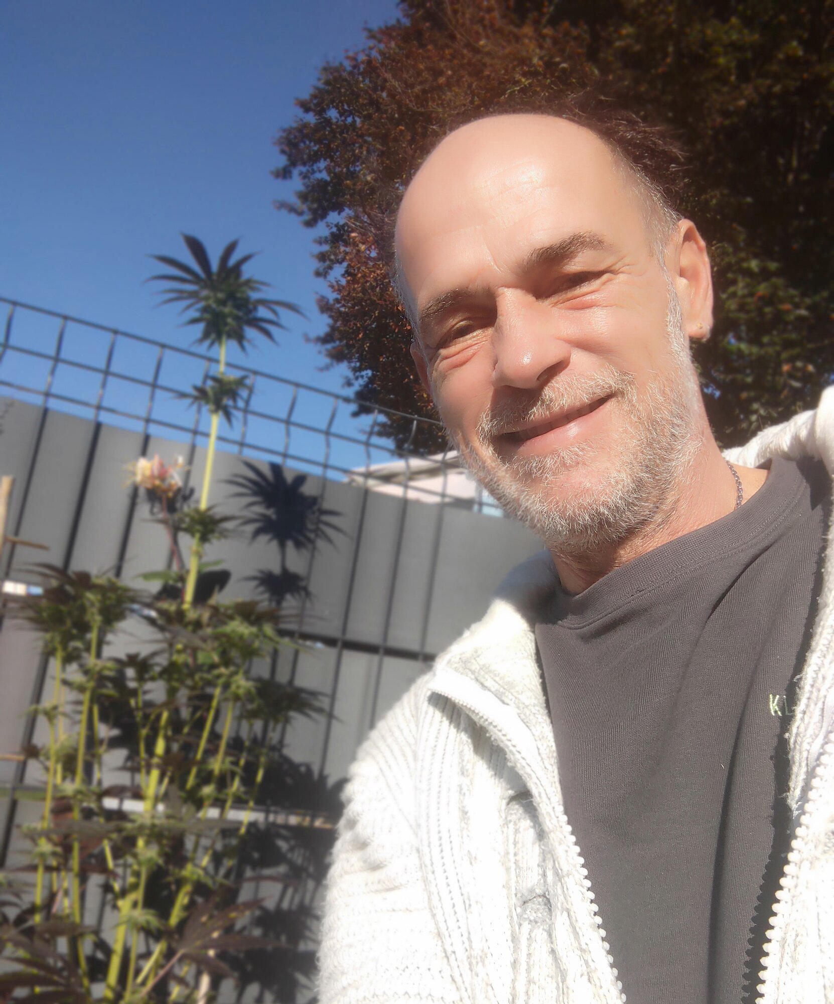 PURPLE GROWS Cannabis, CBD und THC-Seeds in Delbrück