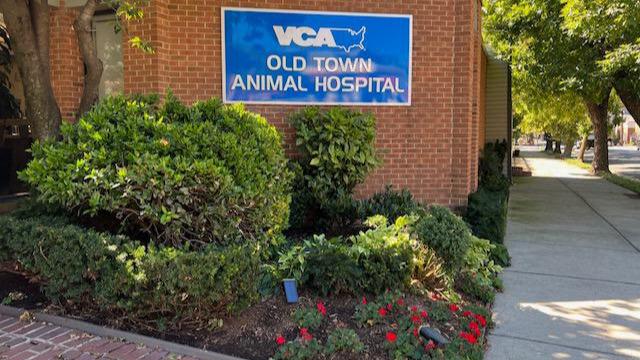 Image 3 | VCA Old Town Animal Hospital
