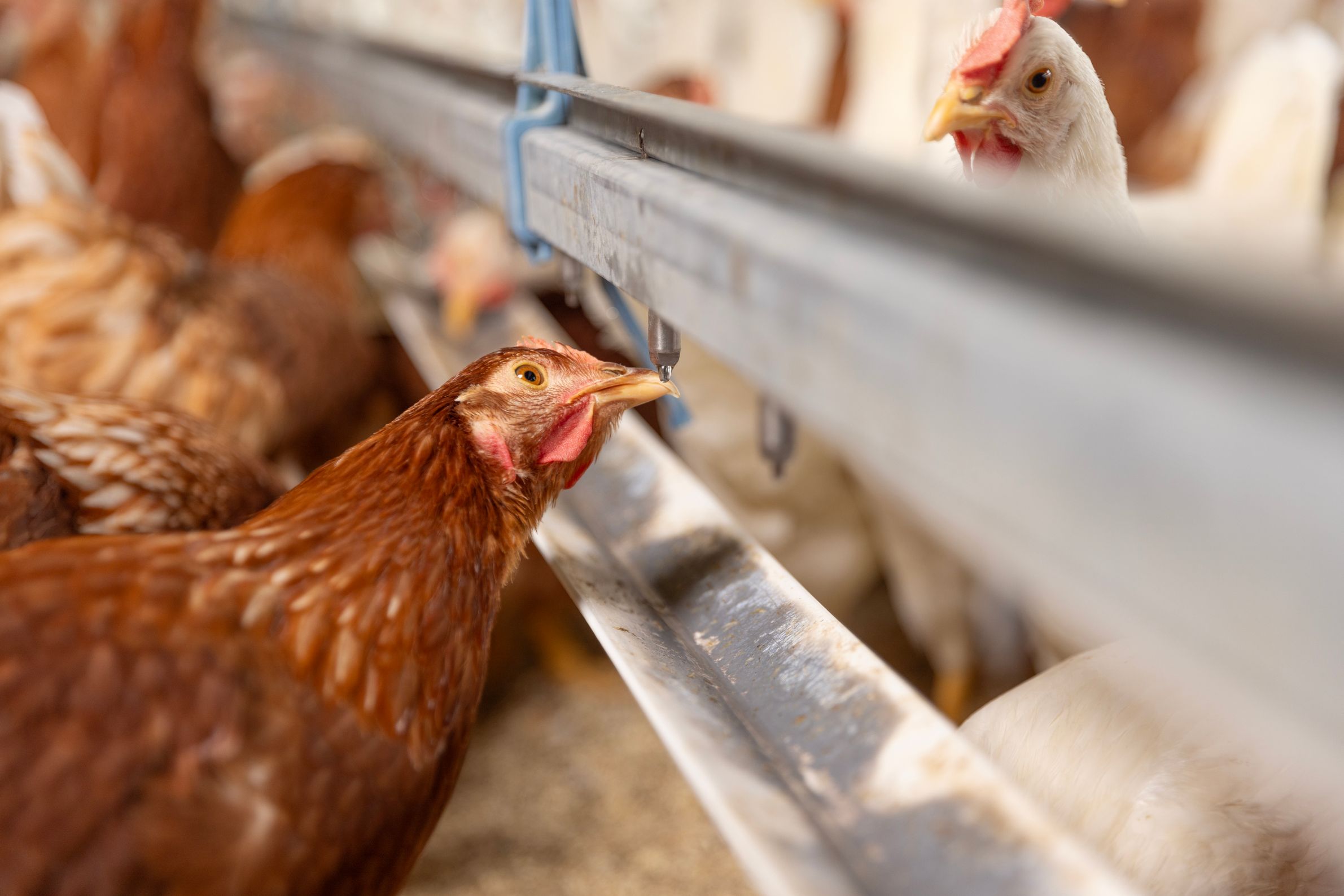 Bilder Soller Junghennen AG