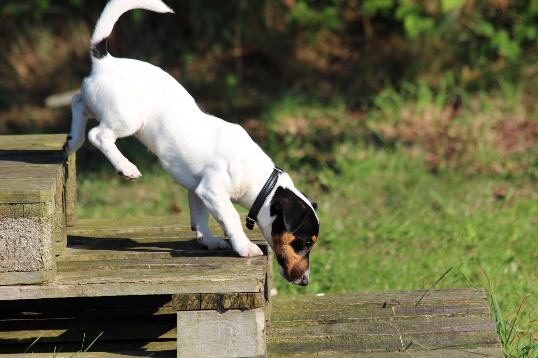 Hundeschule Gowin, Marienfelder Str.  110 in Herzebrock-Clarholz
