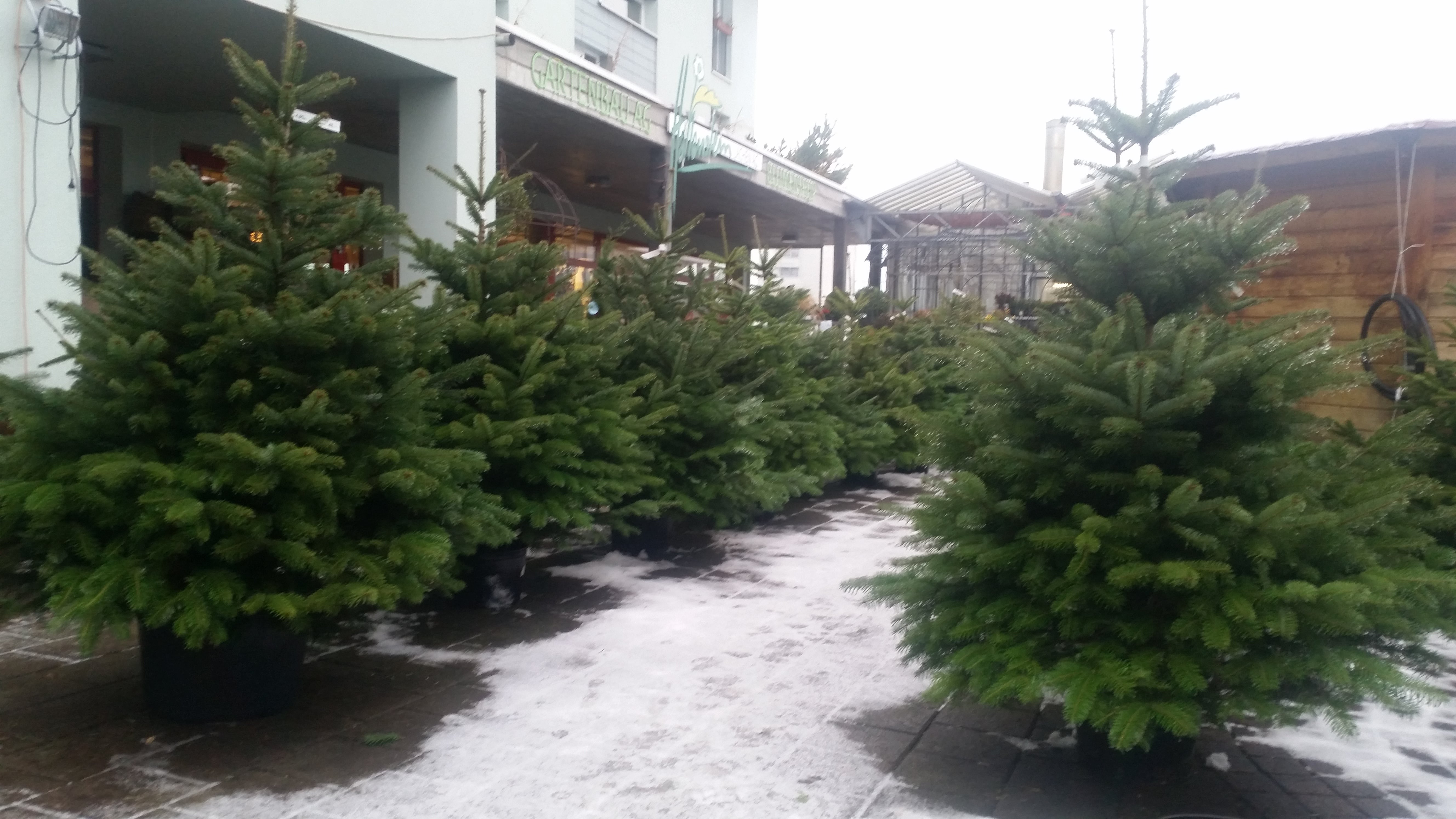 Bilder hollenstein blumengarten ag-Blumenshop-Gärtnerei-Gartenbau-Unterhalt-Grabpflege
