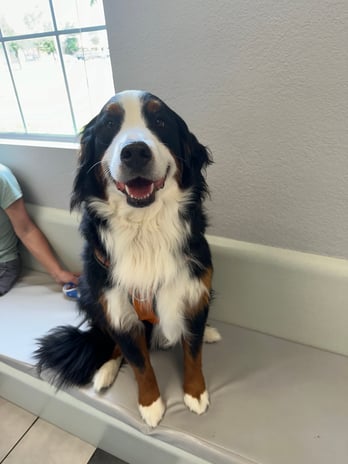 Images VCA Preston Park Animal Hospital