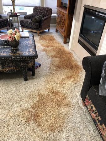 Images Carpet Pro Carpet Cleaning & Dyeing