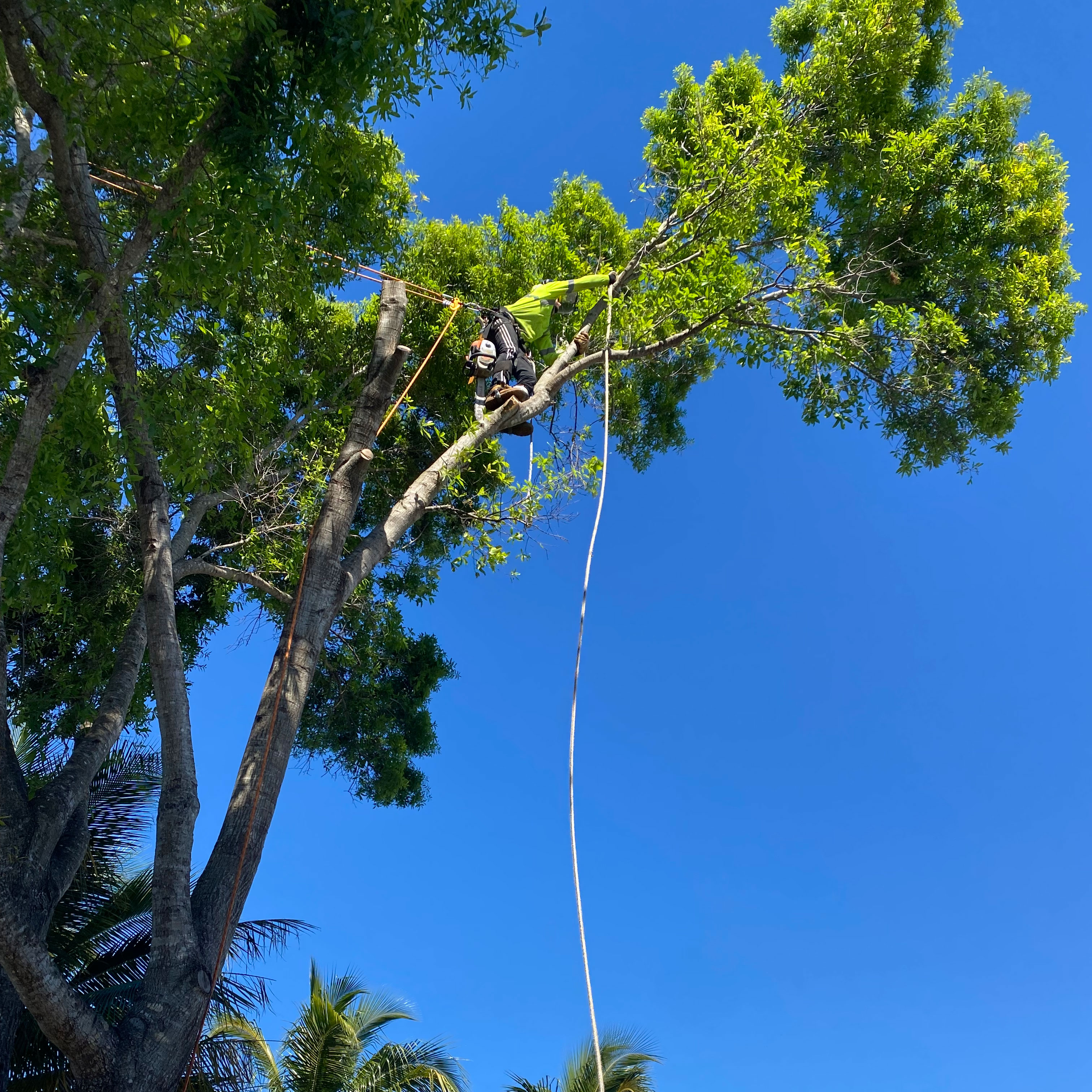 Tree Service in Miami