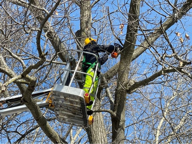 Images Hub City Tree & Preservation