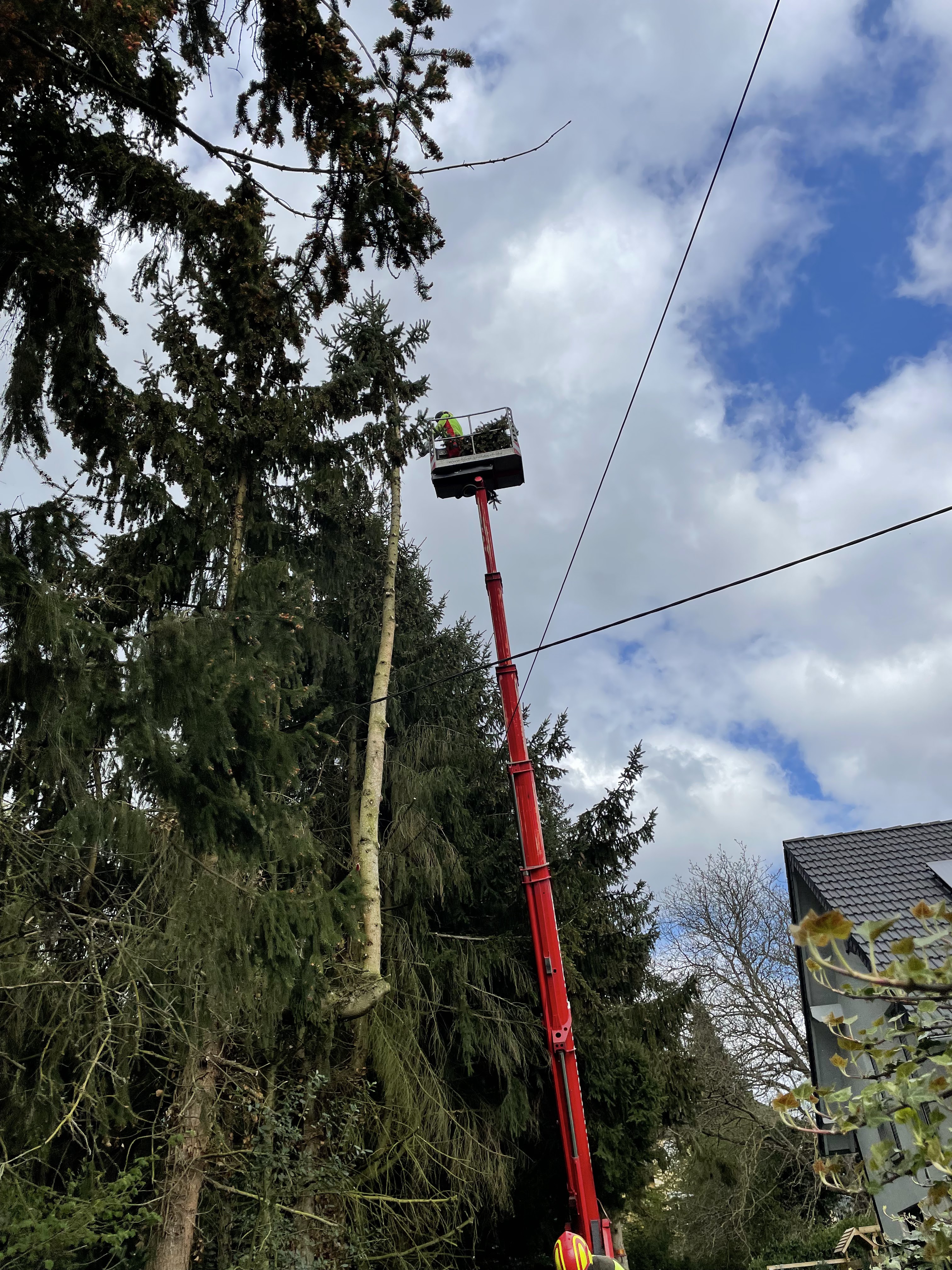 Baum- & Gartenpflege Loose in Melsbach