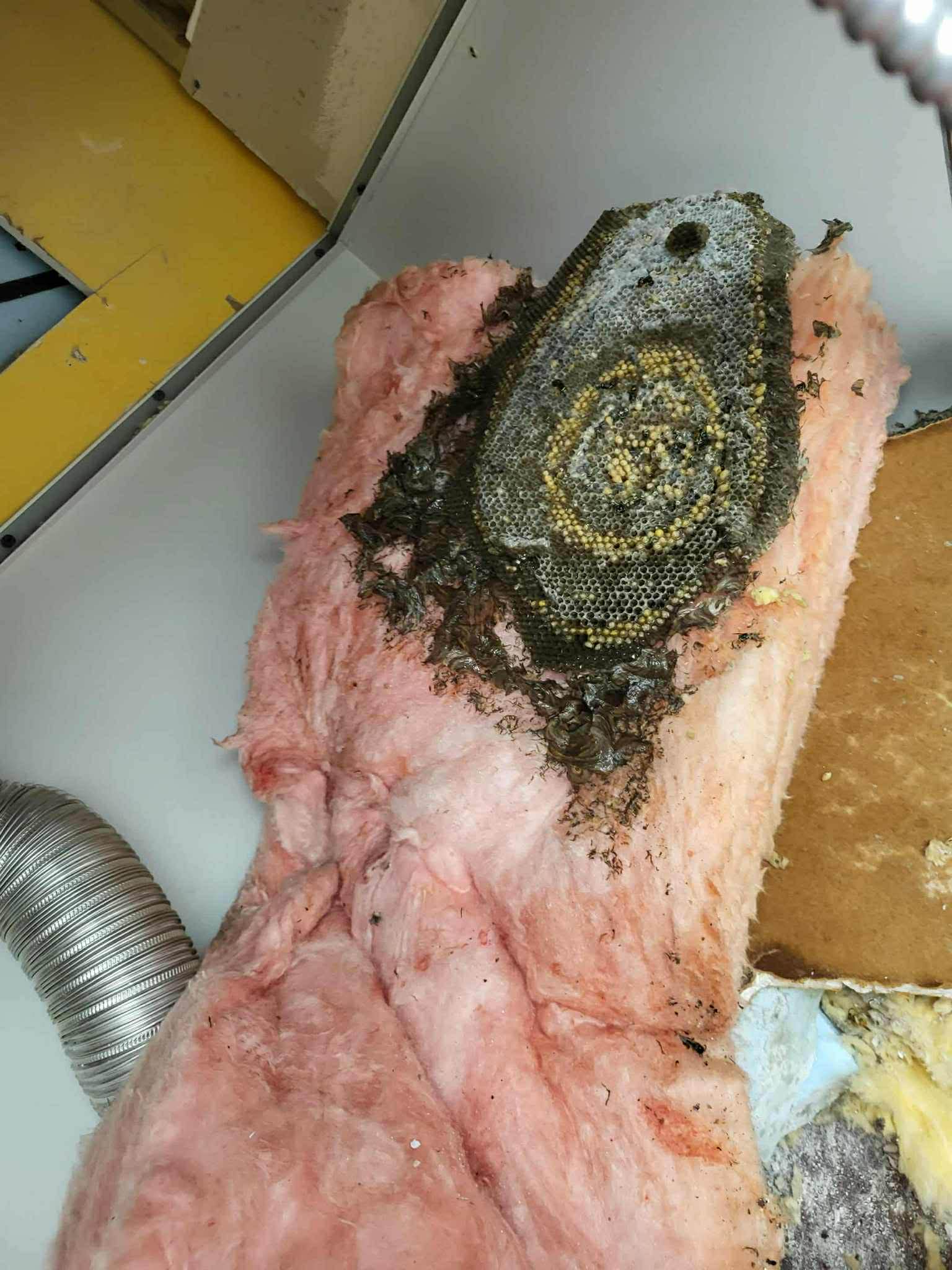 Images VEXT - Exterminateur Québec