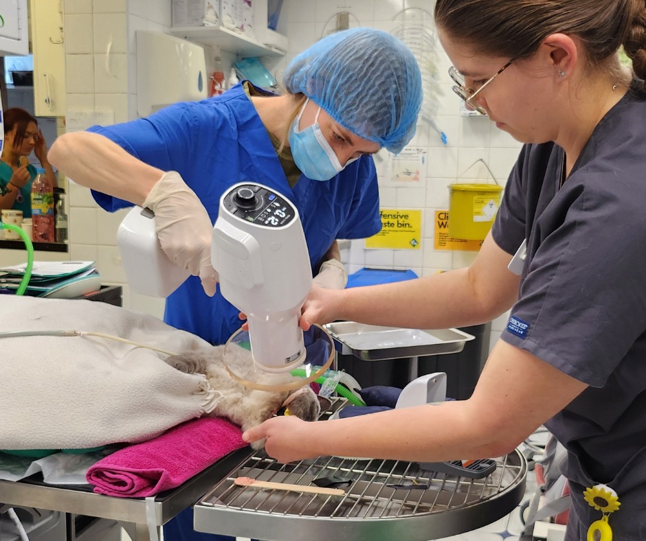 Images Streatham Hill Veterinary Surgery