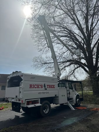 Images Ricks Tree Removal