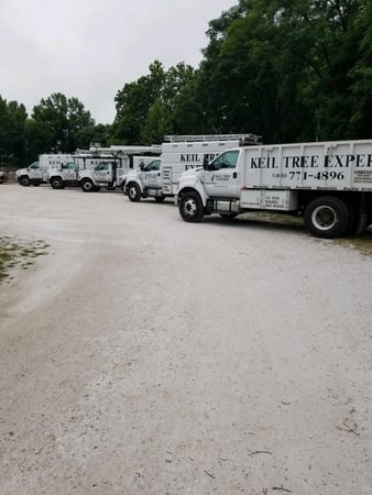 Images Keil Tree Experts Inc