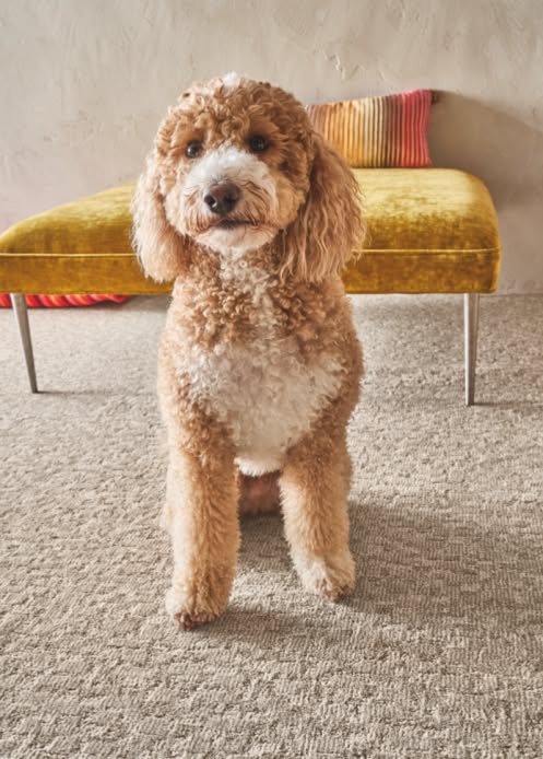 Carpet Outlet Plus Image