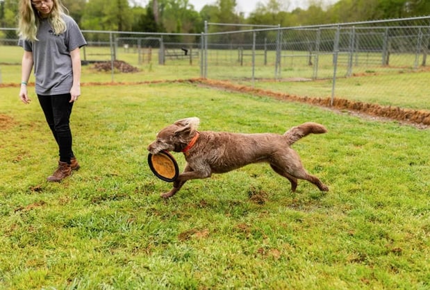 Images Canine Country