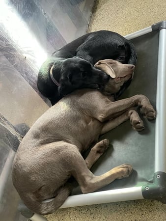 Images Playtime Pet Resort