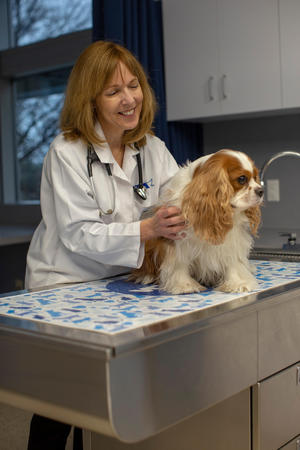 Images Animal Diagnostic Clinic