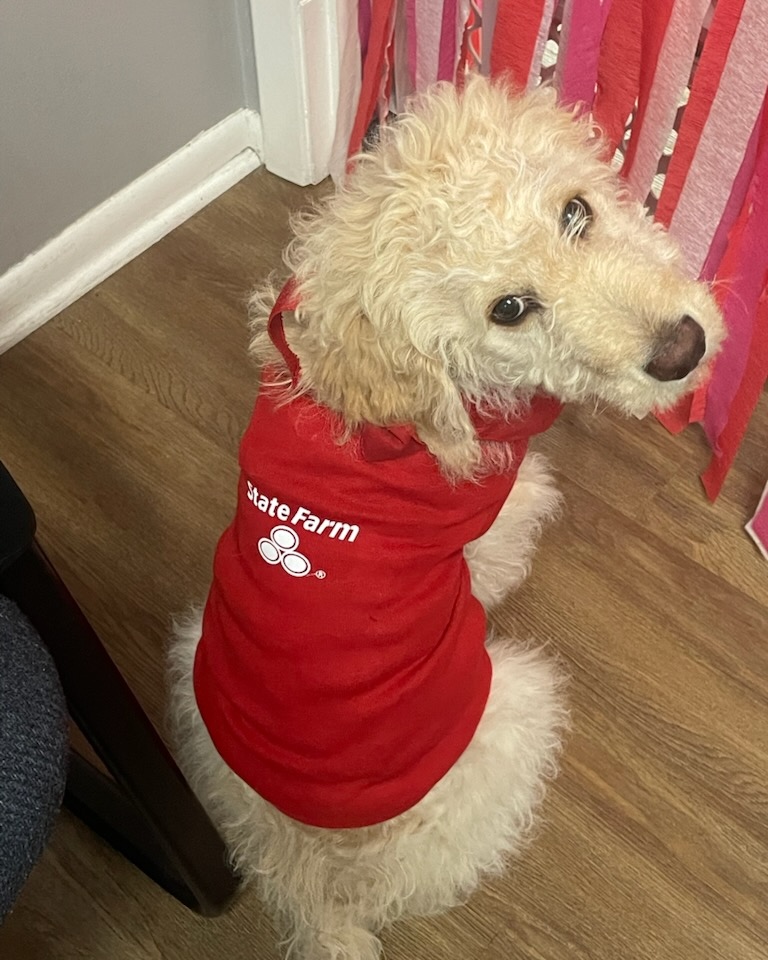 Meet the newest member of the team. Already showing off some office swag and bringing plenty of smiles to the day. We have a feeling this pup will fit right in around here!