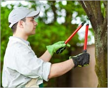 Images Walsh Tree Service